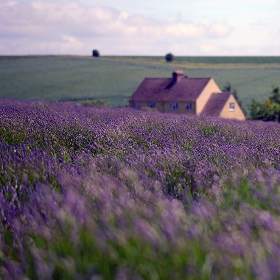 Лавандовая ферма Cotswold Lavender