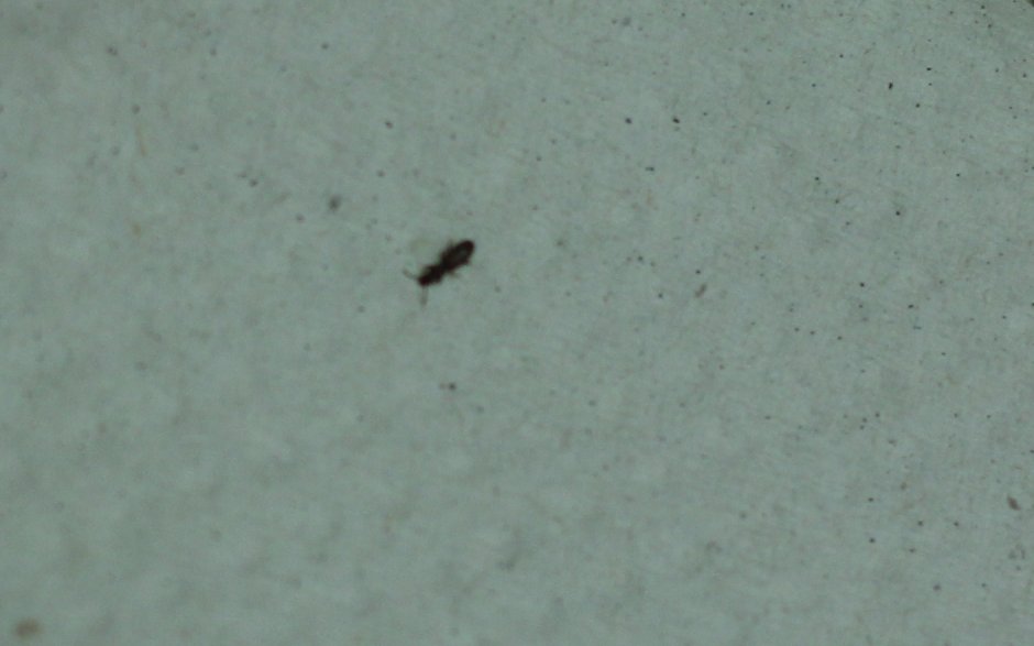 Микроскопические черные жучки жучки