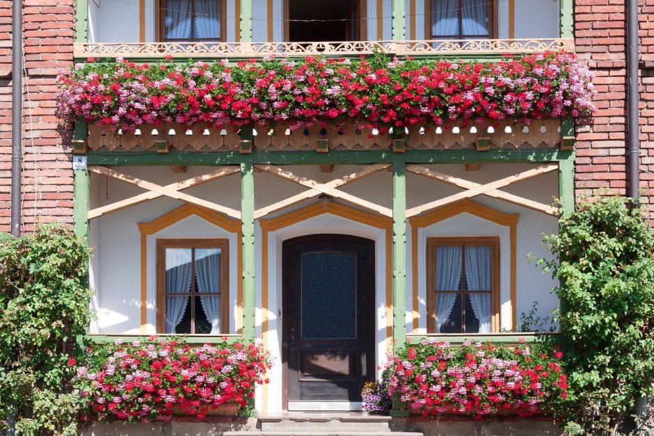 Цветы Бавария комнатные Бавария