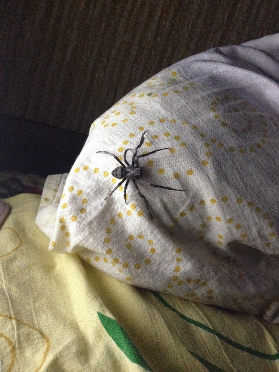 Огромный паук в углу комнаты
