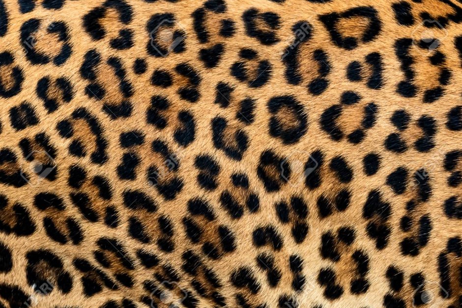 Кожа леопарда