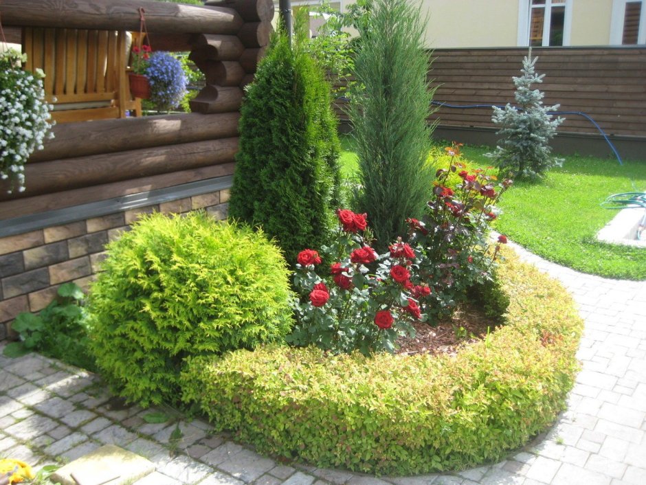 Туя Даника вдоль дорожки