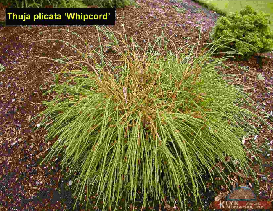 Туя складчатая Whipcord