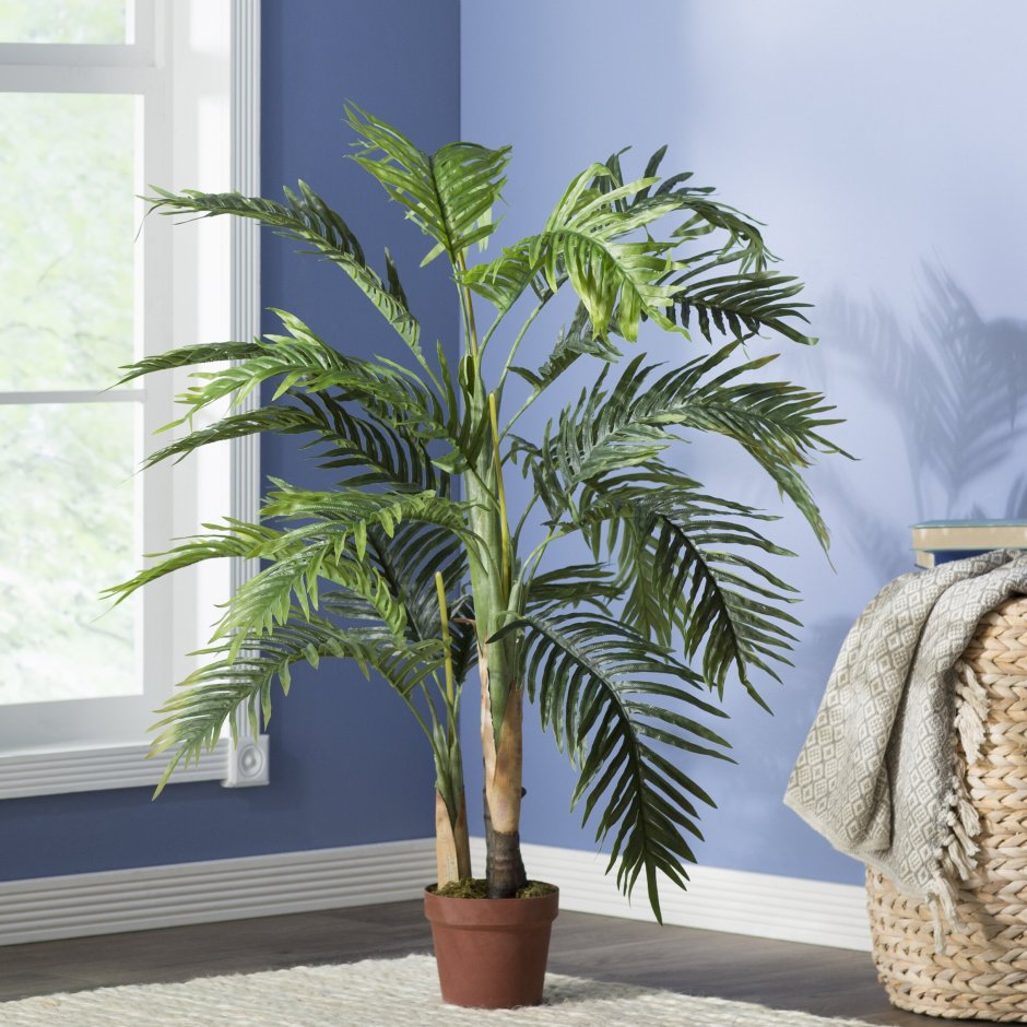 Пальма Арека - Areca d25 h160