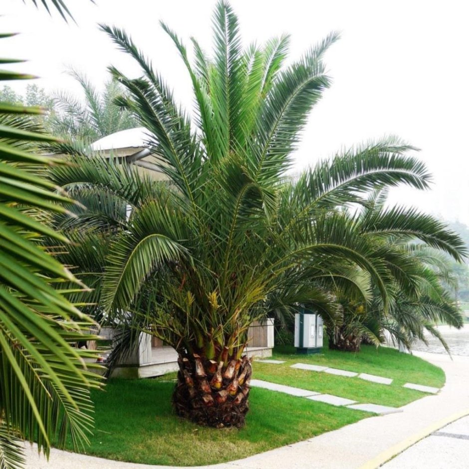 Phoenix canariensis финик Канарский