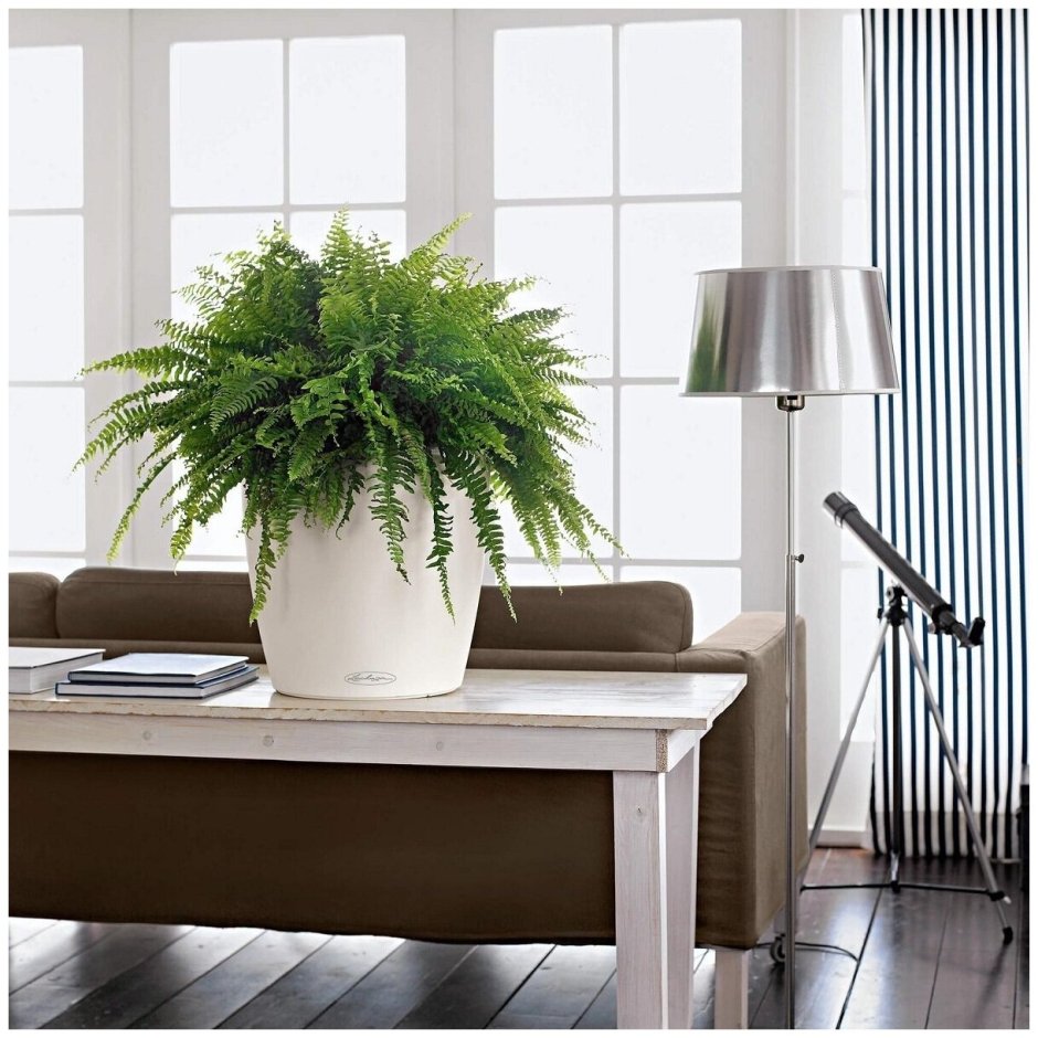 Lechuza Classico Color 43