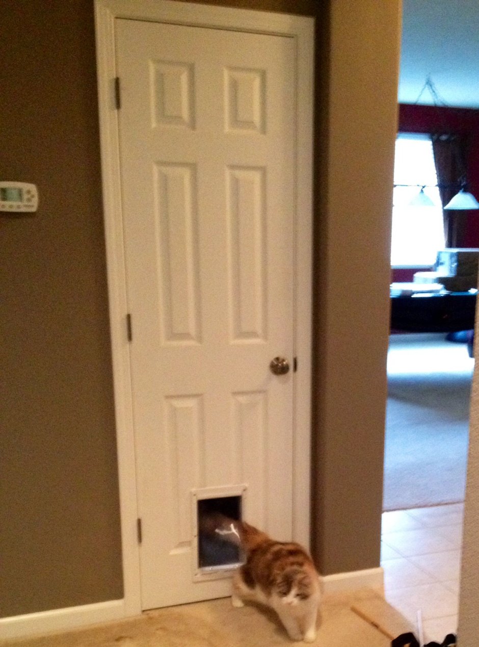 Кот в дверном проеме