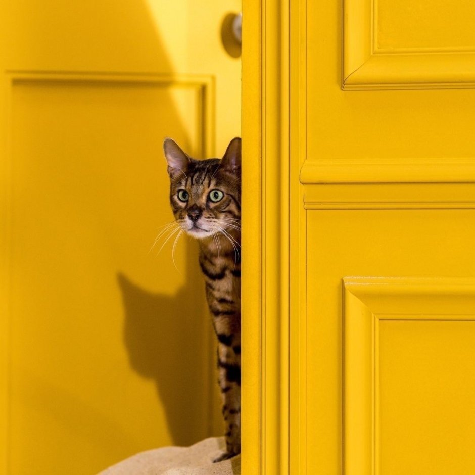 Дверка для кота в стене
