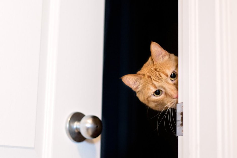 Держатель для двери для кошек
