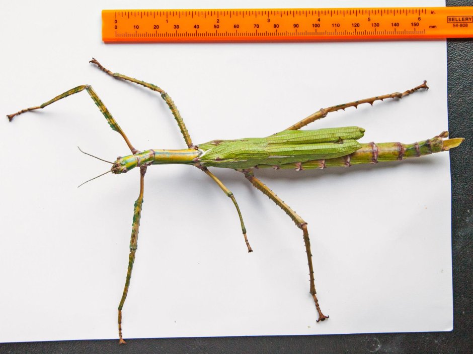Periphetes forcipatus