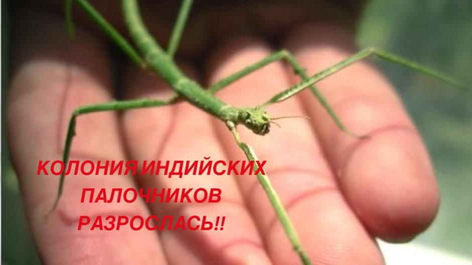 Аннамский палочник содержание