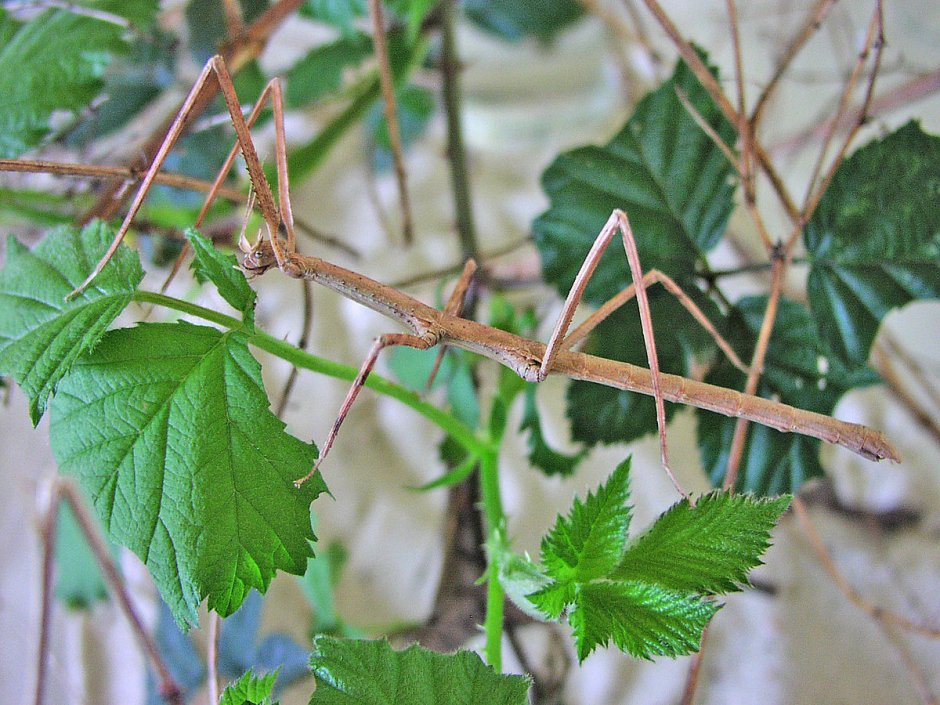 Ischnomantis Gigas богомол