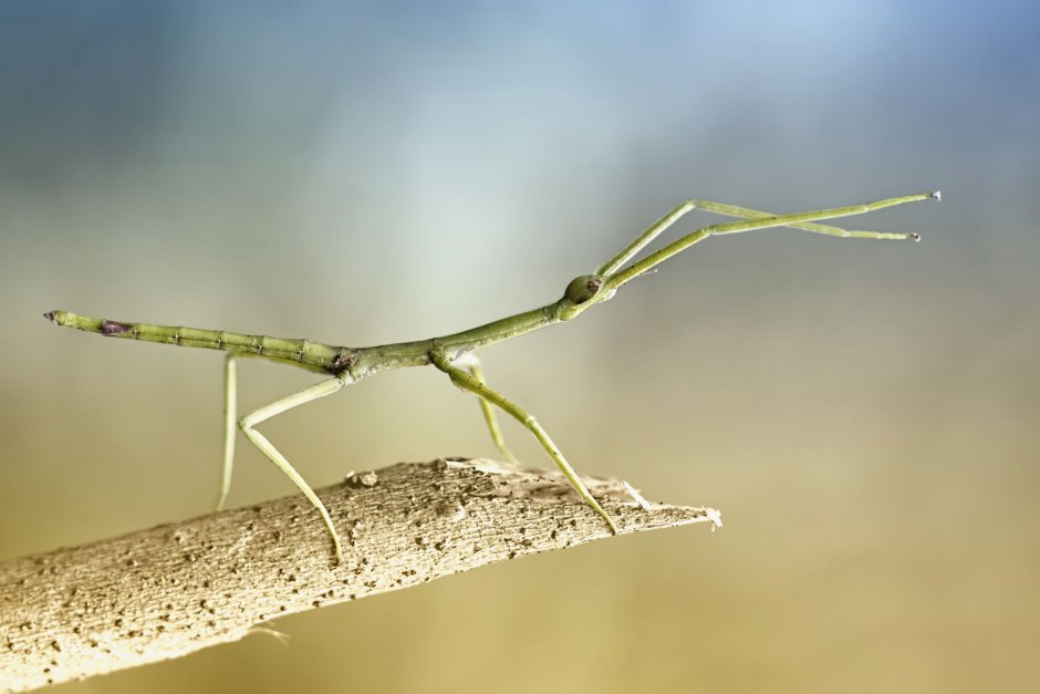 Ischnomantis Gigas богомол