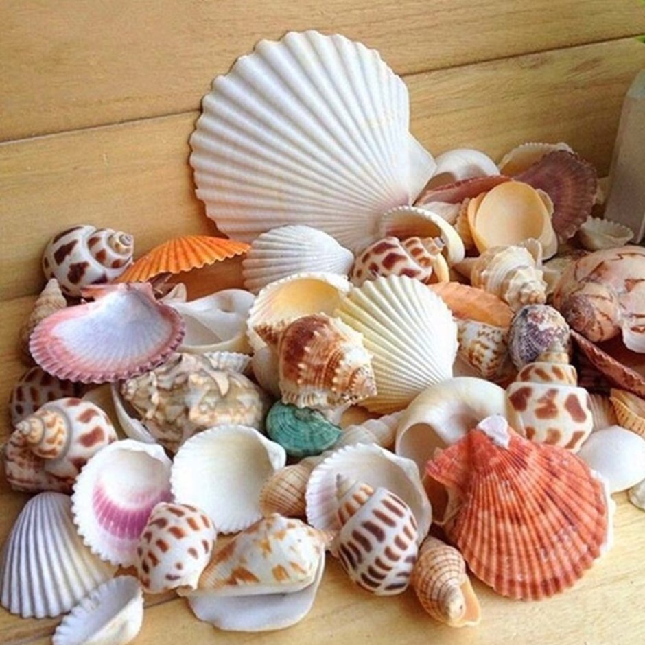 Сувенир из морской раковины