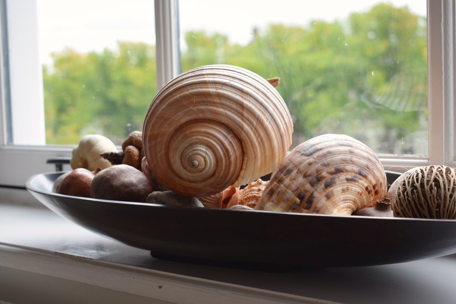 Ракушки морские в доме