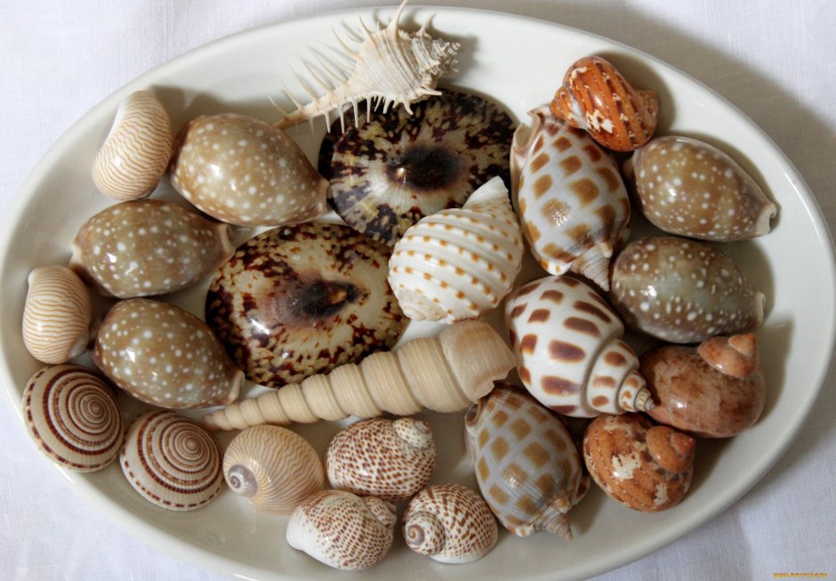 Sea Shell