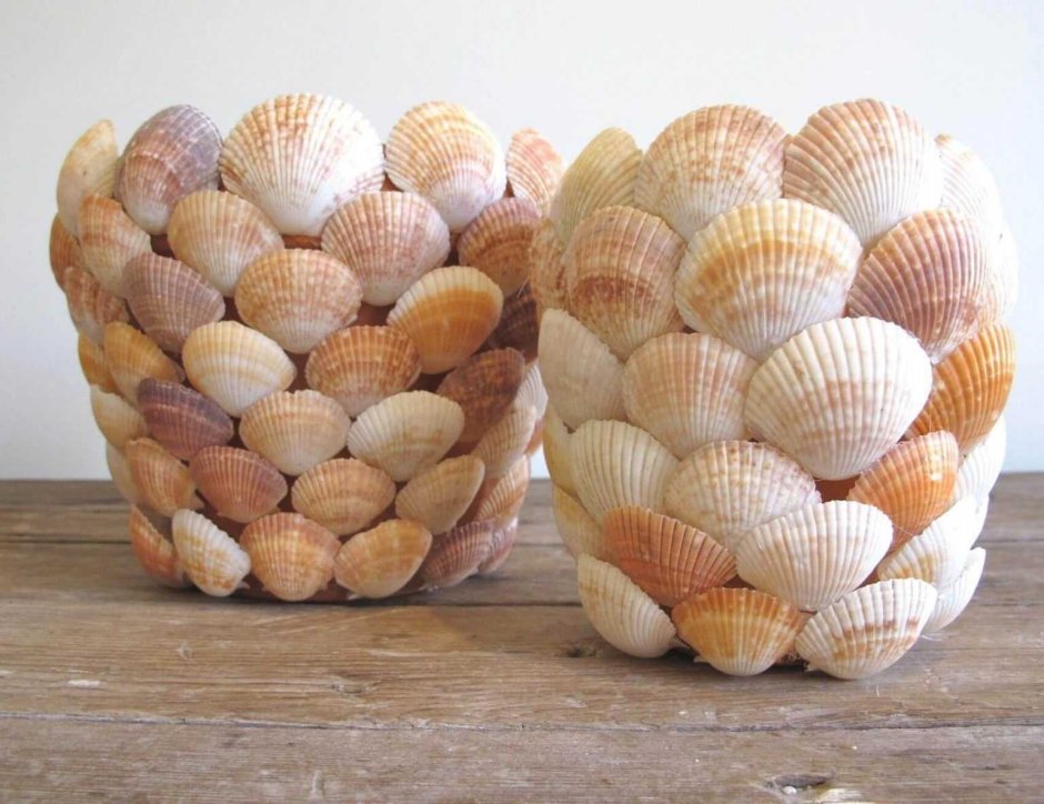 Коллекция ракушек
