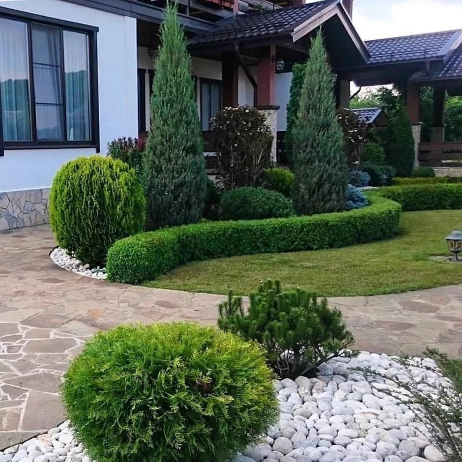 Туя Даника в миксбордере