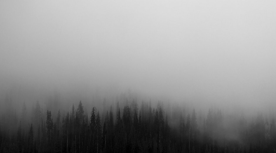Лес в тумане