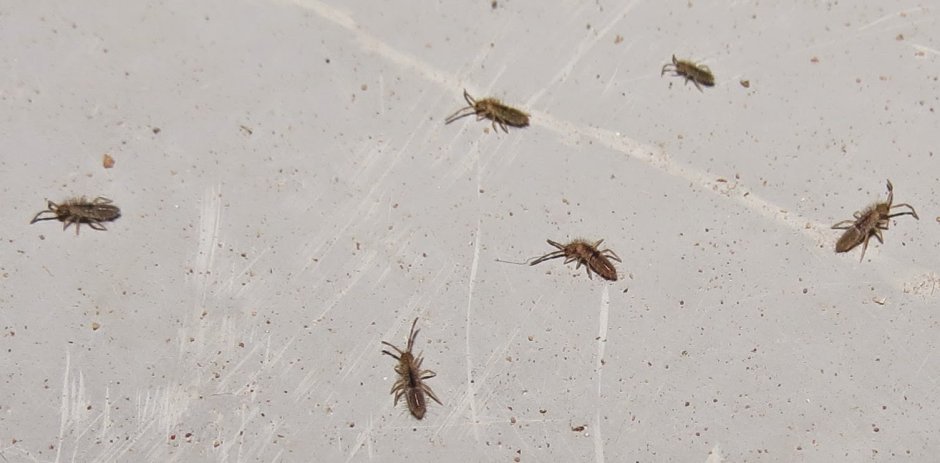 Мелкие насекомые в ванной