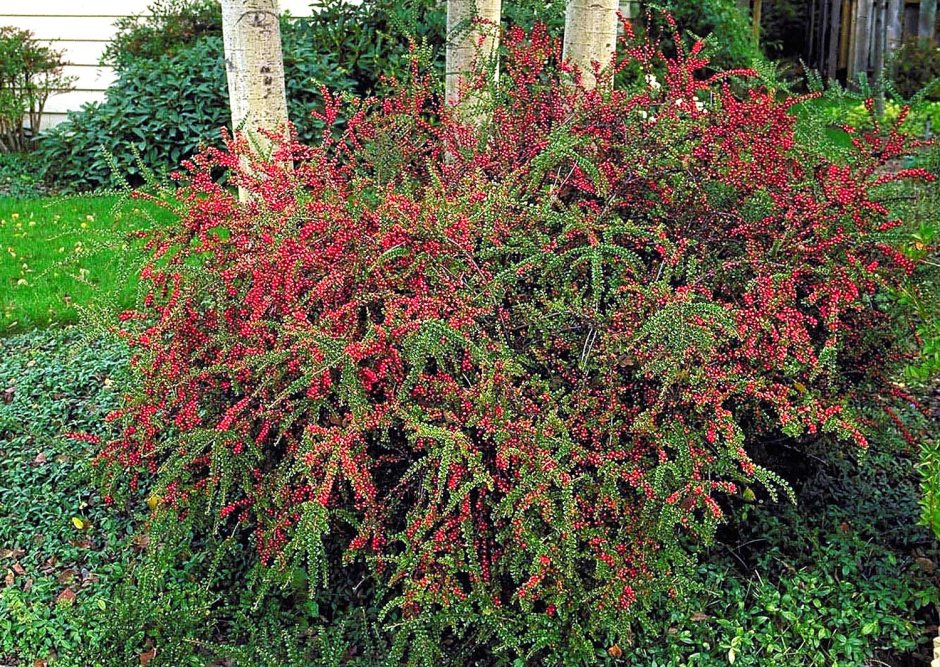 Кизильник Cotoneaster horizontalis