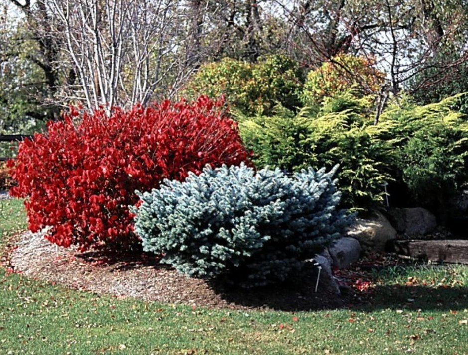 Кизил Dogwood