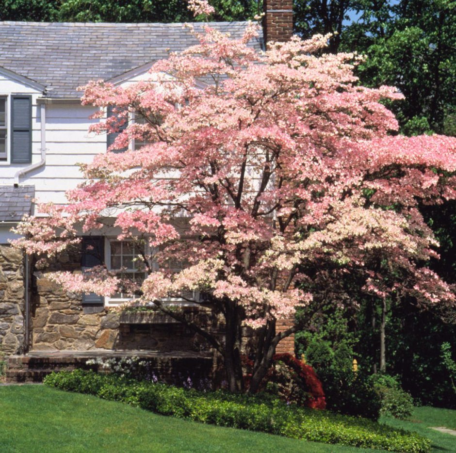 Цветущие кизил сады Вашингтон