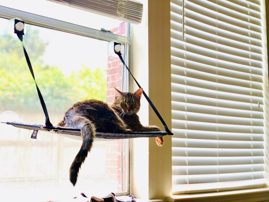 Держатели для котов на окно
