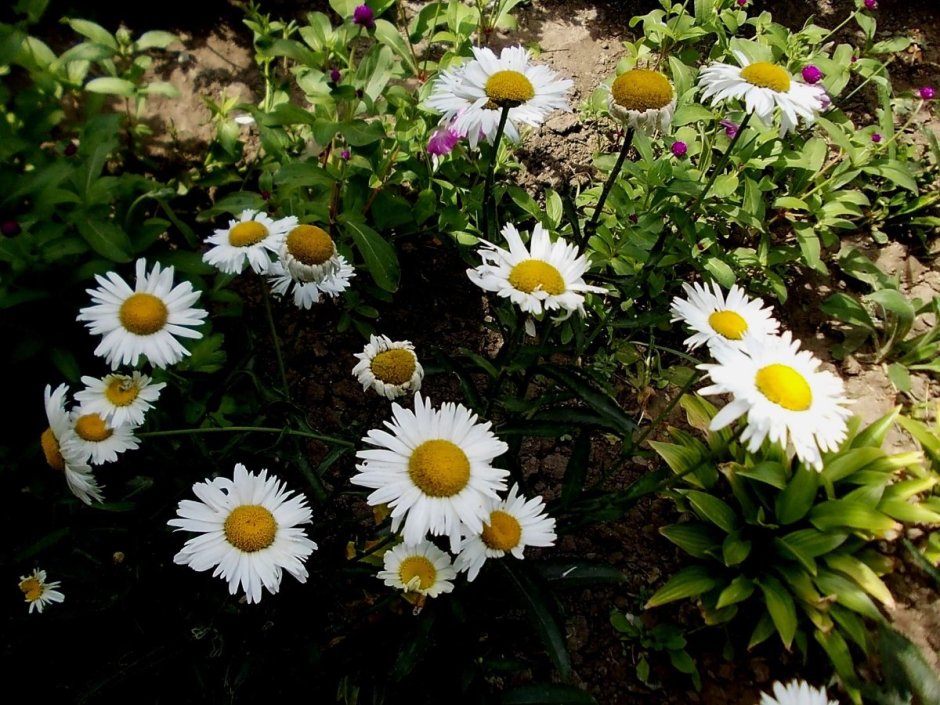 Астра Альпийская (Aster Alpinus)