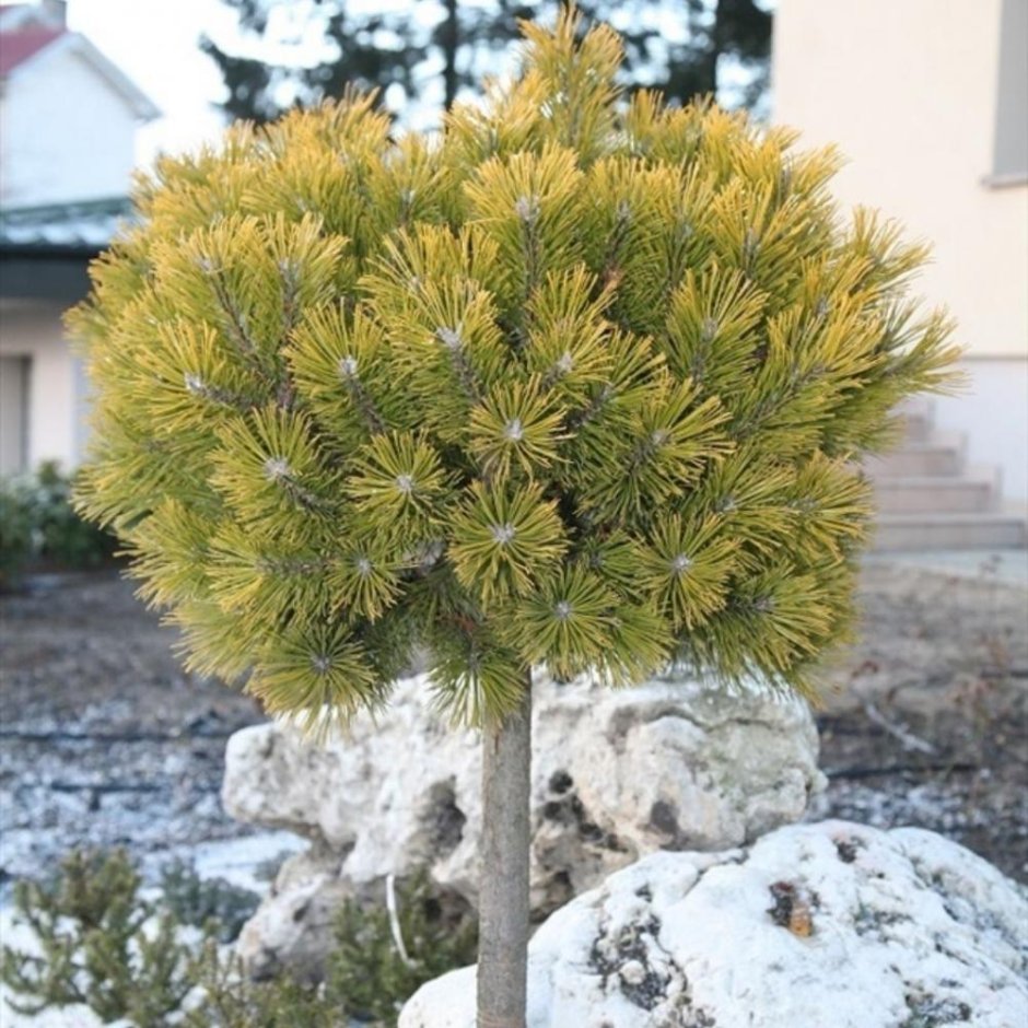 Pinus Sylvestris Wintergold