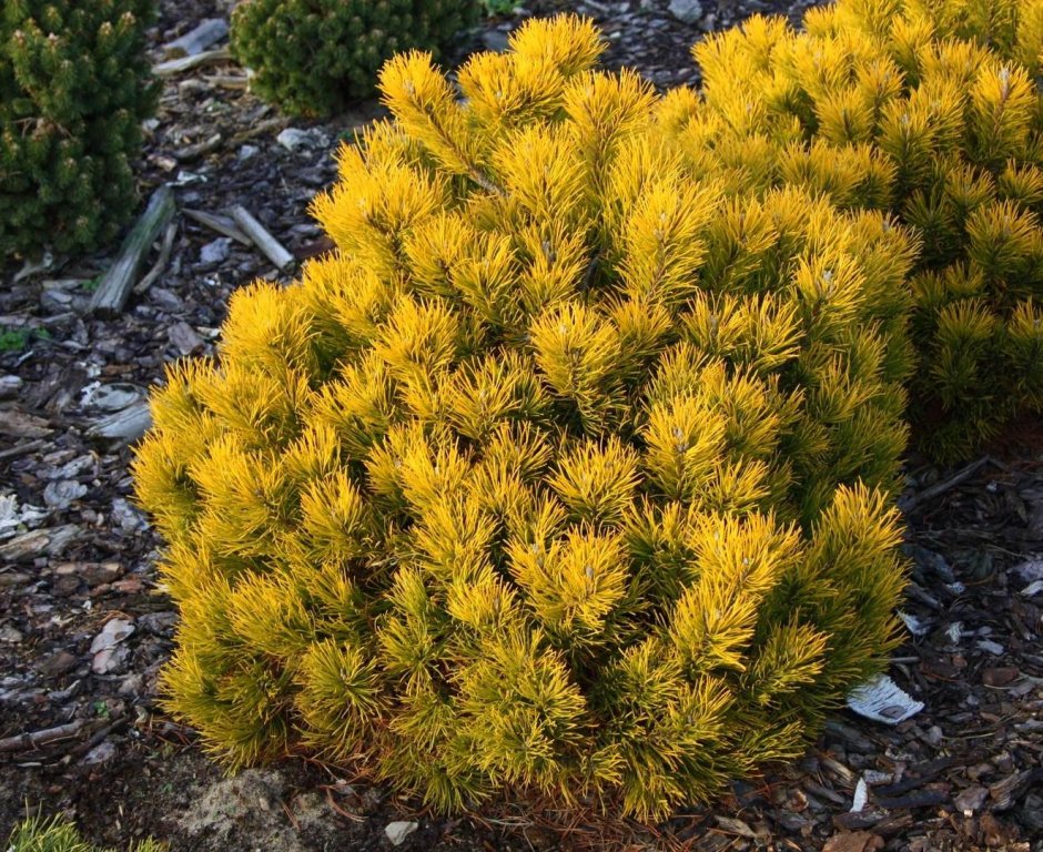 Pinus mugo GOLDSTAR