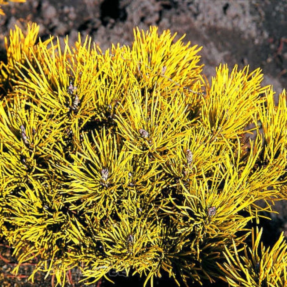 Pinus mugo Chameleon