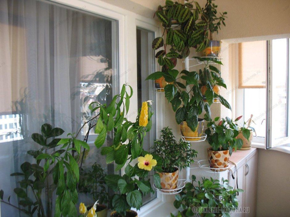 Комнатные растения на балконе