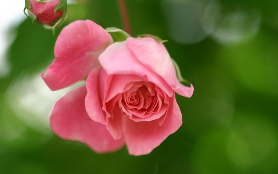 Цветковые растения роза