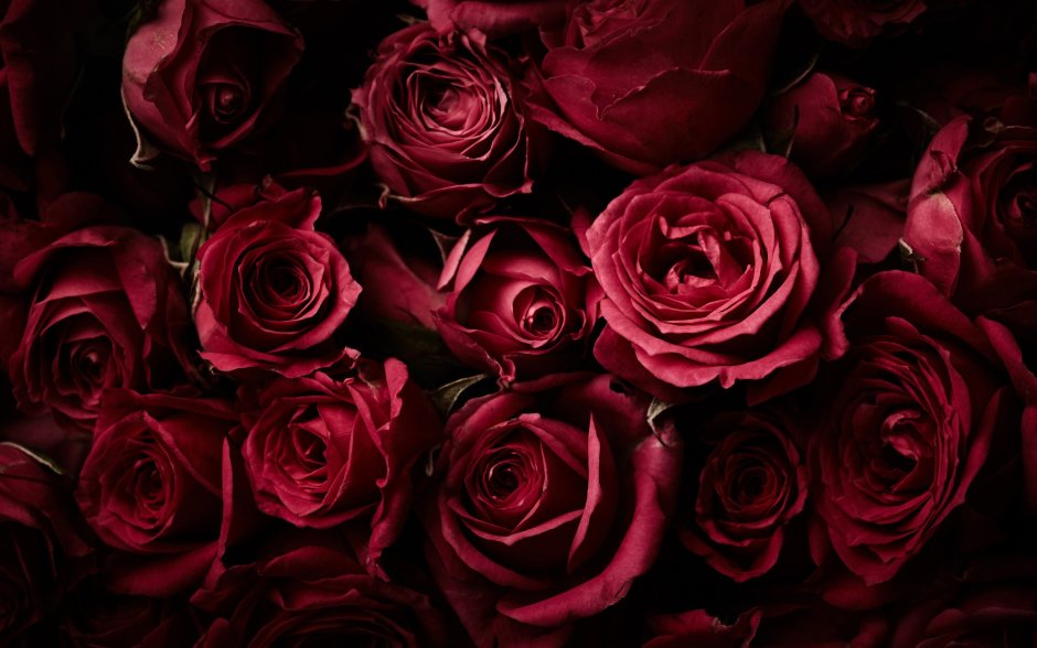 Темно красные розы