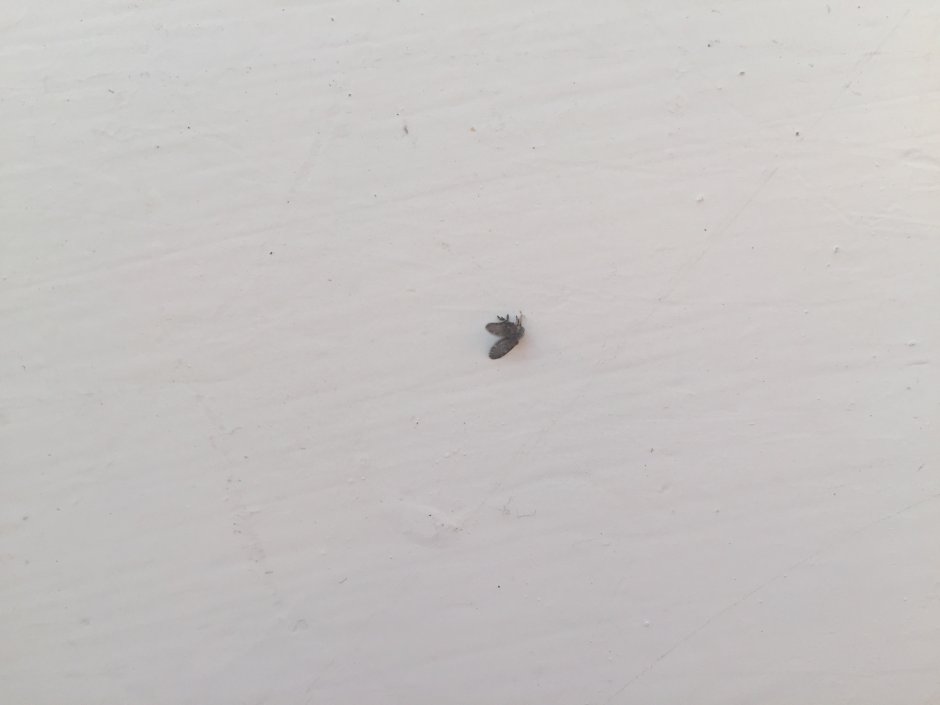 Мелкие муравьи в квартире