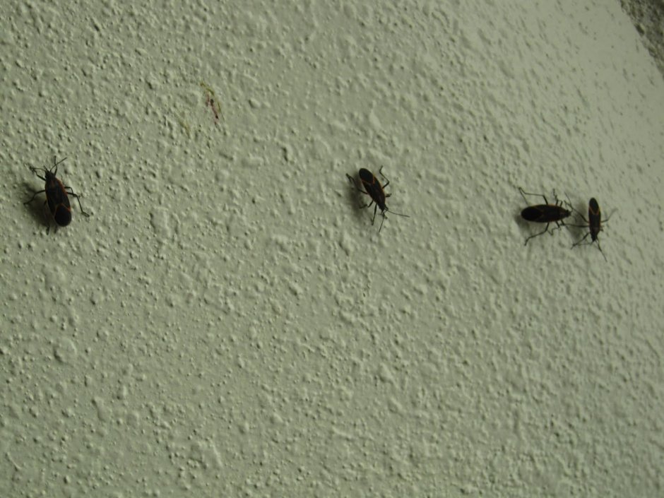 Маленькие прозрачные насекомые в квартире