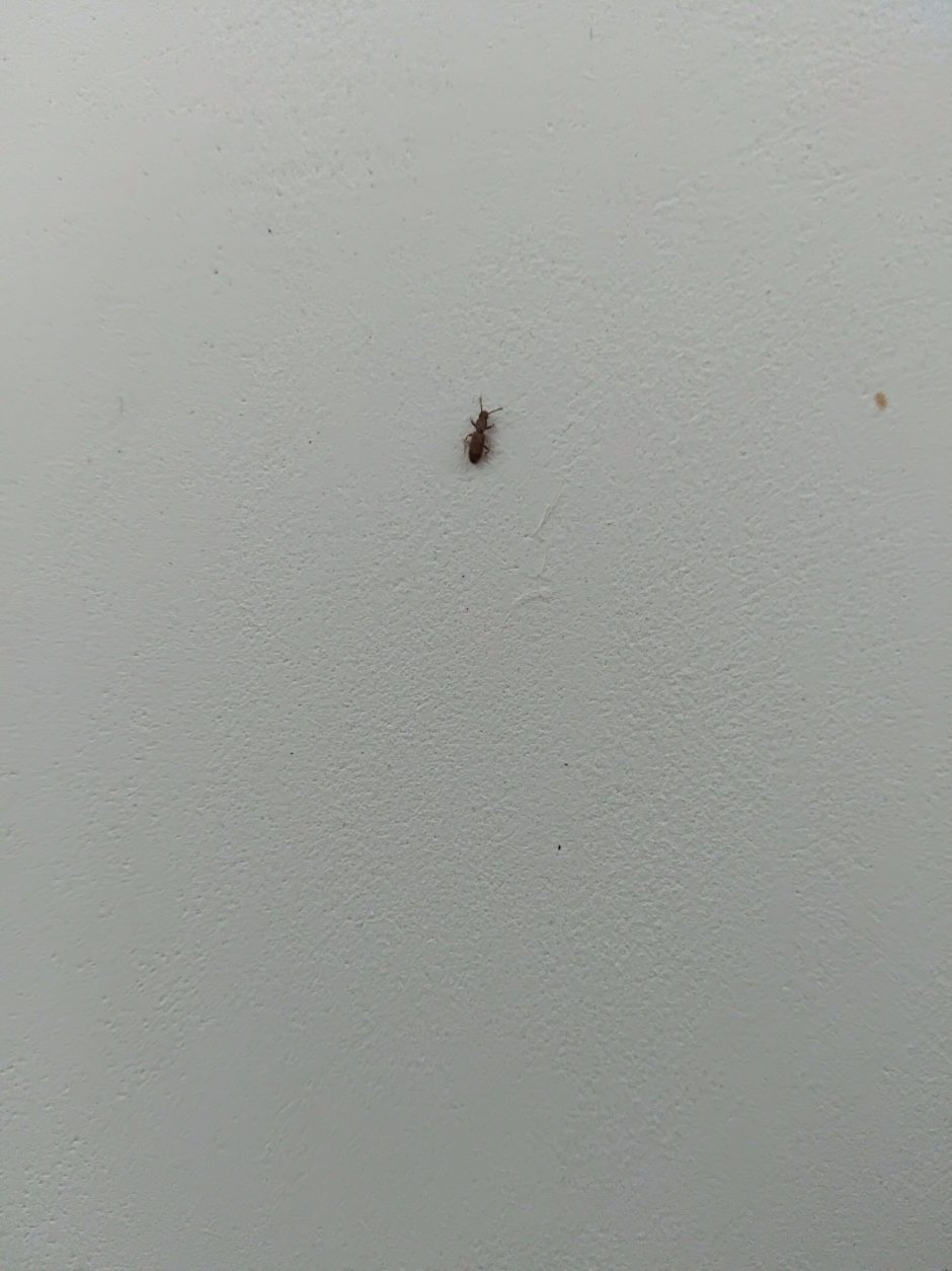 Тараканы насекомые в квартире