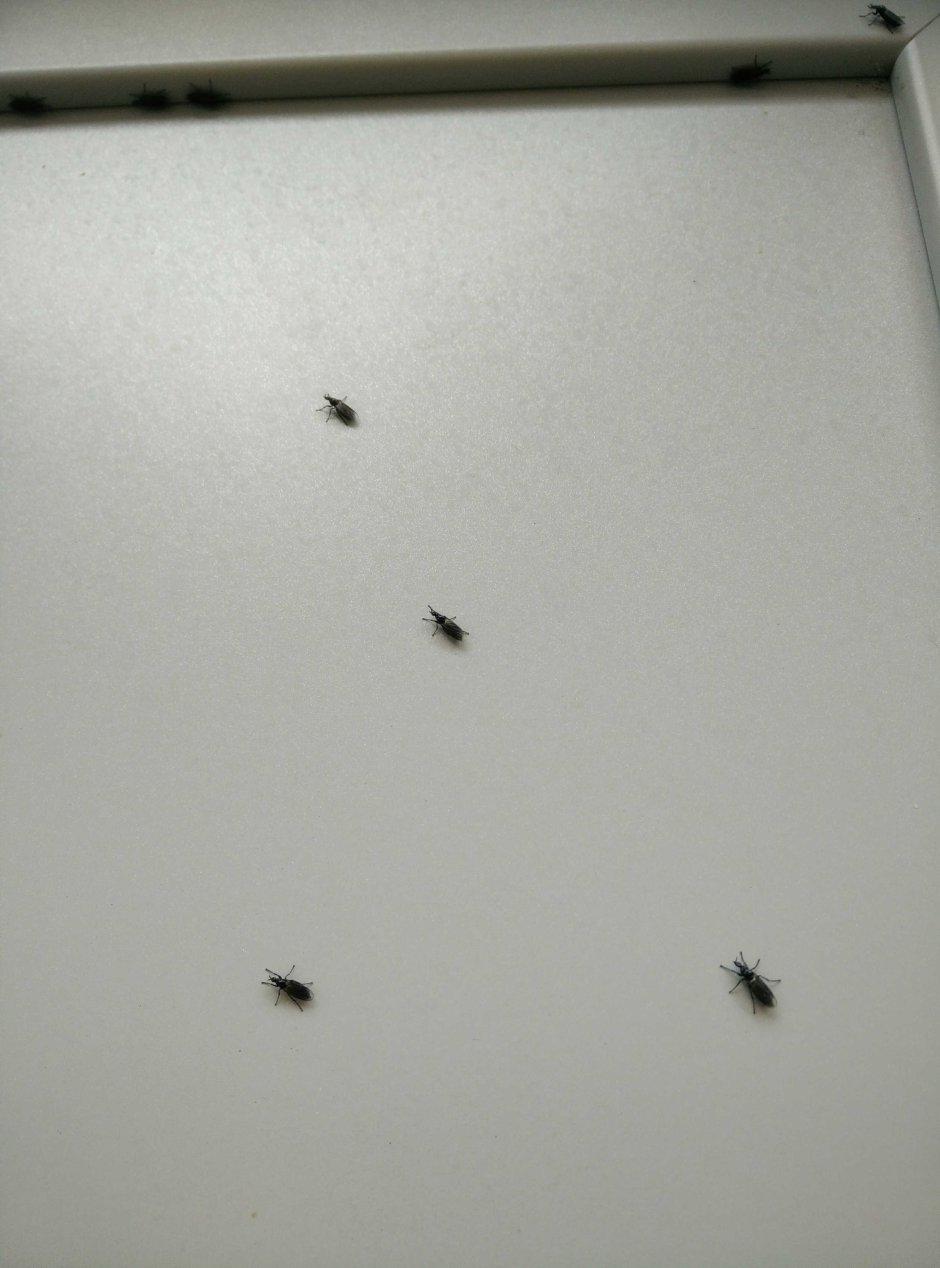 Мелкие летающие насекомые в доме