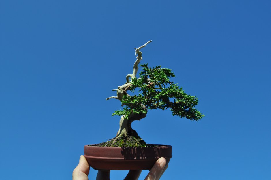 Камфорное дерево бонсай