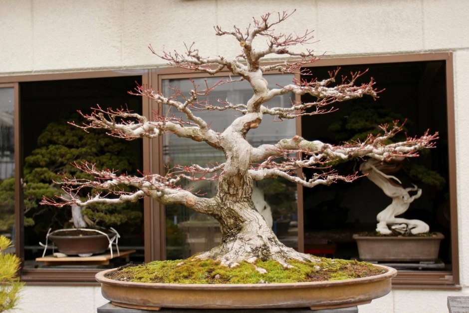 Денежное дерево бонсай Сакура
