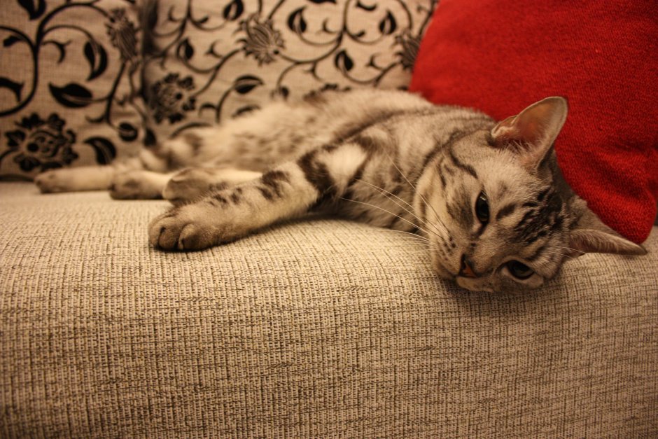 Кот на диване