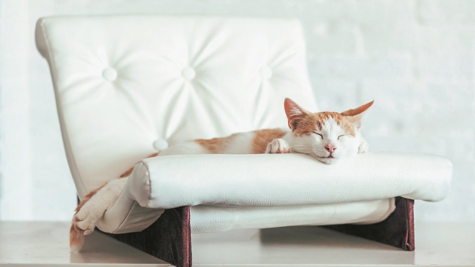 Кошка на спинке дивана
