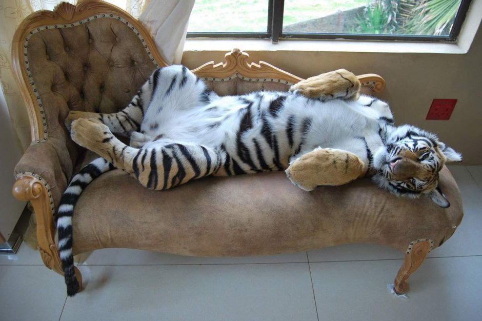 Тигр на диване