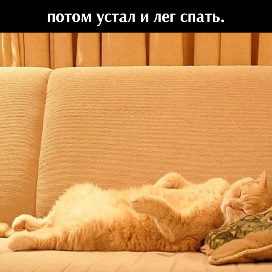 Рыжий кот лежит на диване