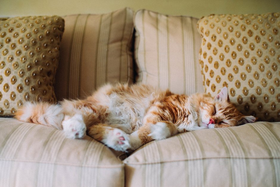 Кошка лежит на диване
