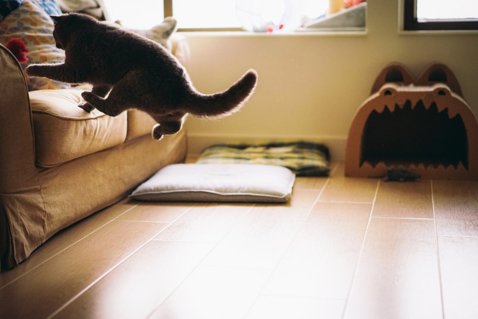 Котики на полу в комнате