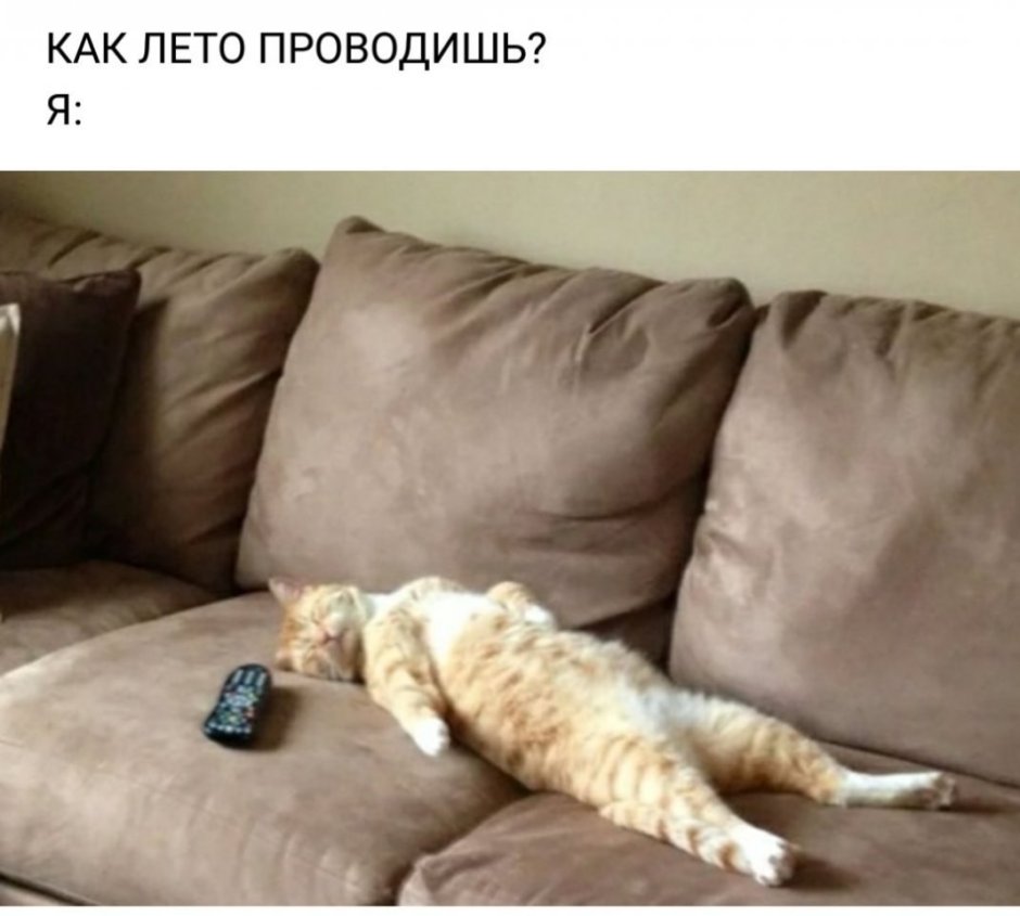 Кот на диване