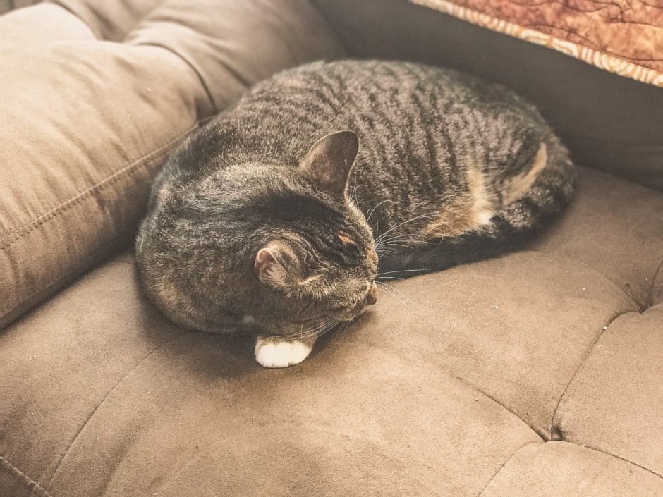 Кот лежит на диване