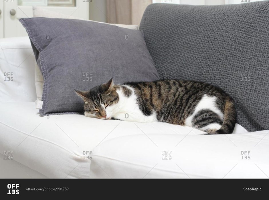Кошка отдыхает на диване